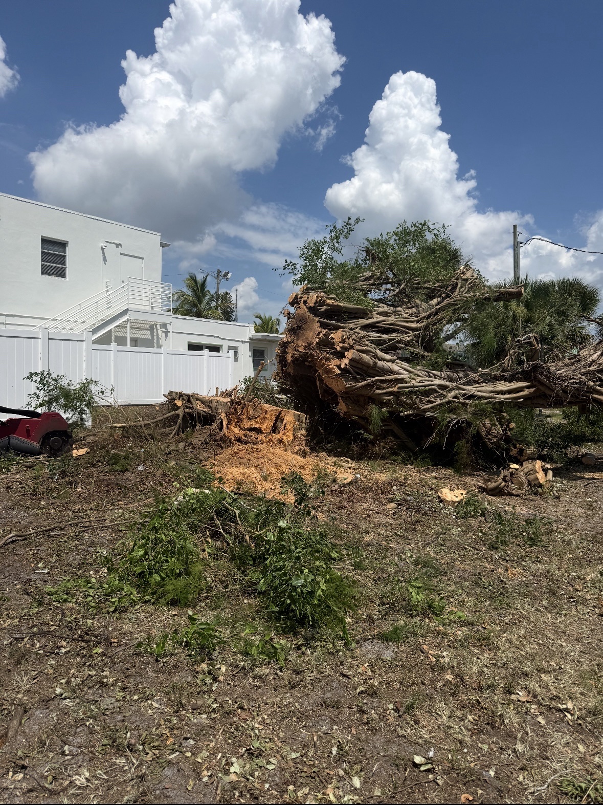 Large sections of a strangler fig safely lowered during removal in West Palm Beach, Florida