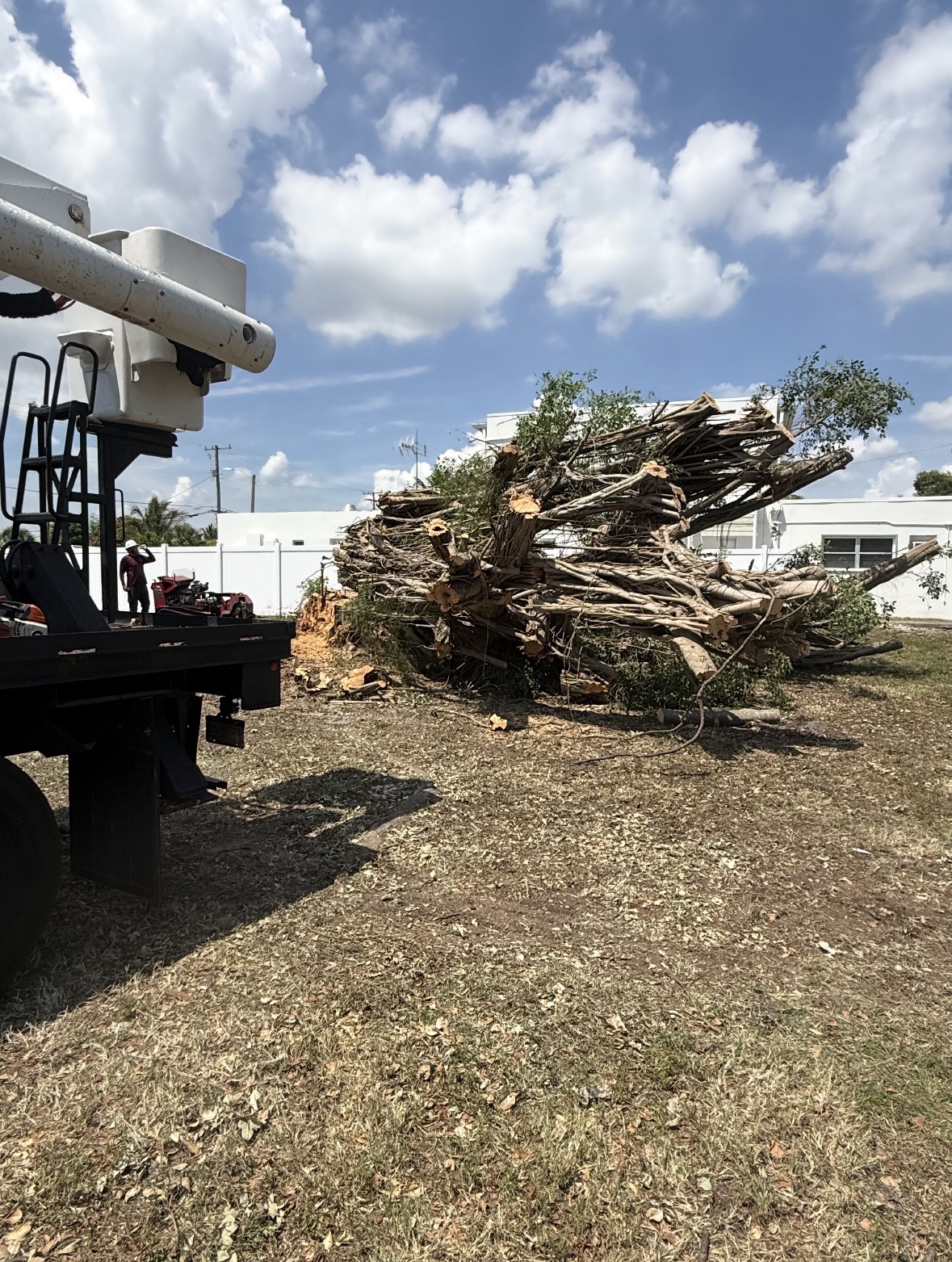 Crew equipment beside cut strangler fig sections during cleanup in West Palm Beach, Florida